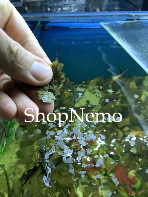 Корм фасований для травоїдних акваріумних риб Tetra Algae Mix (Спіруліна, норі, хлорела) 100 г - зображення 3