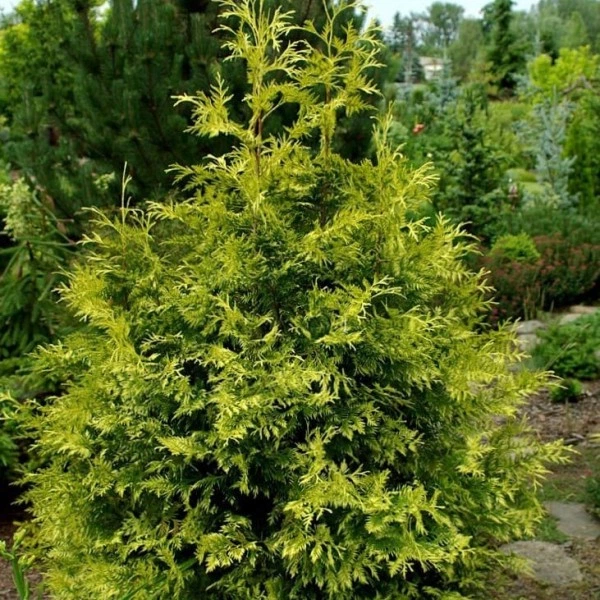 Туя складчаста Zebrina 0,5 л саджанець в горщику Matla Flowers - Фото 1 Туя складчаста Zebrina 0,5 л саджанець в горщику Matla Flowers - изображение 1