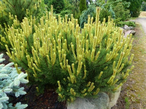 Сосна гірська Альбоспіката Домшке / Pinus mugo Albospicata Domschke C3 h 20-30 см - зображення 2