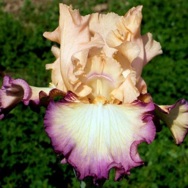 Ирис бородатый высокорослый "Comfortable" 1 шт LeGarden – фото, отзывы ...