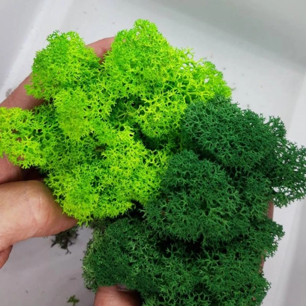 Стабилизированный мох ягель Nordic moss Зеленый травяной светлый 5 кг - изображение 2