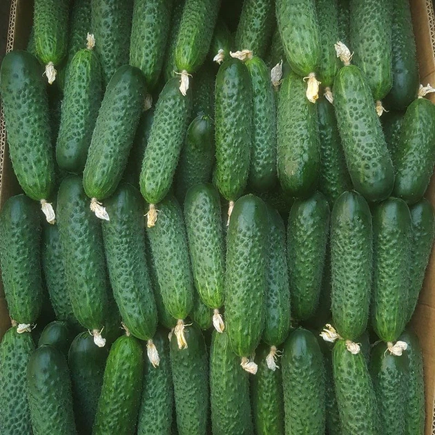 Семена огурцов Innova Seeds Кассиус f1 (cassius f1, zki 1507 f1) (innova seeds) 100 семян - Фото 5 Семена огурцов Innova Seeds Кассиус f1 (cassius f1, zki 1507 f1) (innova seeds) 100 семян - изображение 5