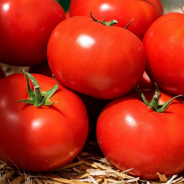 Насіння томатів Kitano Seeds Кс 21 f1 (ks 21 f1) 100 насінин - зображення 5