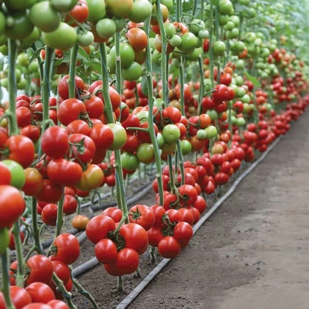 Насіння томатів Kitano Seeds Кс 21 f1 (ks 21 f1) 100 насінин - зображення 7