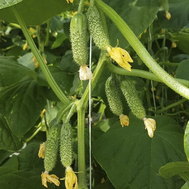 Семена огурцов Lark Seeds Уникум f1 1000 семян - изображение 2