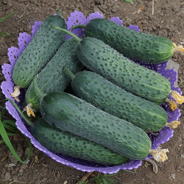 Семена огурцов Lark Seeds Уникум f1 1000 семян - изображение 4