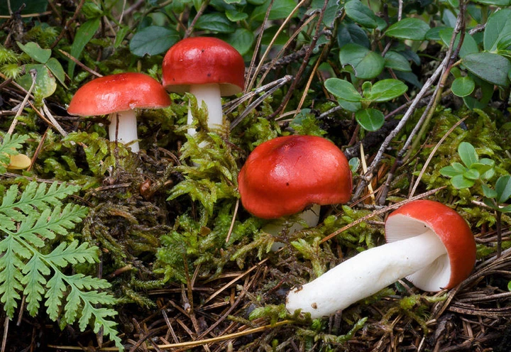 Мицелий Строчка обыкновенного, Gyromitra esculenta 100 г - Фото 6 Мицелий Строчка обыкновенного, Gyromitra esculenta 100 г - изображение 6