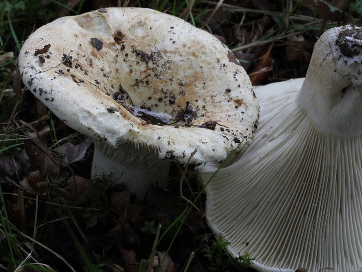 Міцелій Подгруздка білого (Сухого груздя), Russula delica 100 г - Фото 2 Міцелій Подгруздка білого (Сухого груздя), Russula delica 100 г - зображення 2