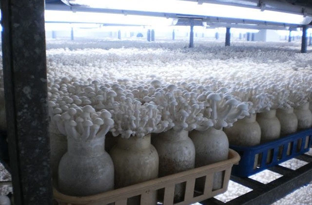 Міцелій Опенька луковичноногого, Armillaria cepistipes 100 г - Фото 5 Міцелій Опенька луковичноногого, Armillaria cepistipes 100 г - зображення 5