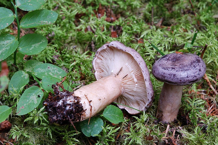Міцелій Млечника лиловеющего, Lactаrius violаscens 100 г - зображення 6