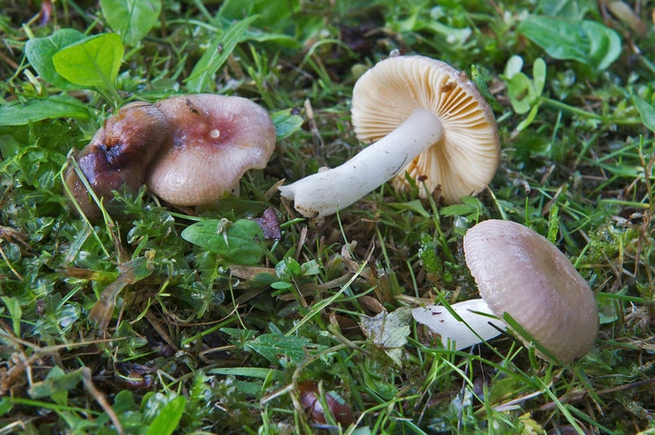 Міцелій Сироїжки непоказною, Russula nauseosa 100 г - зображення 4