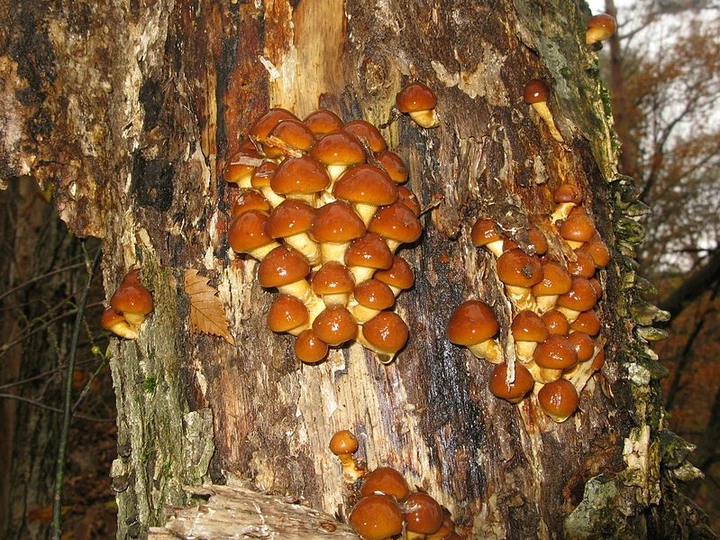 Міцелій на брусочки Опеньок натяк (Фоліота намеко), Pholiota nameko - Фото 3 Міцелій на брусочки Опеньок натяк (Фоліота намеко), Pholiota nameko - зображення 3