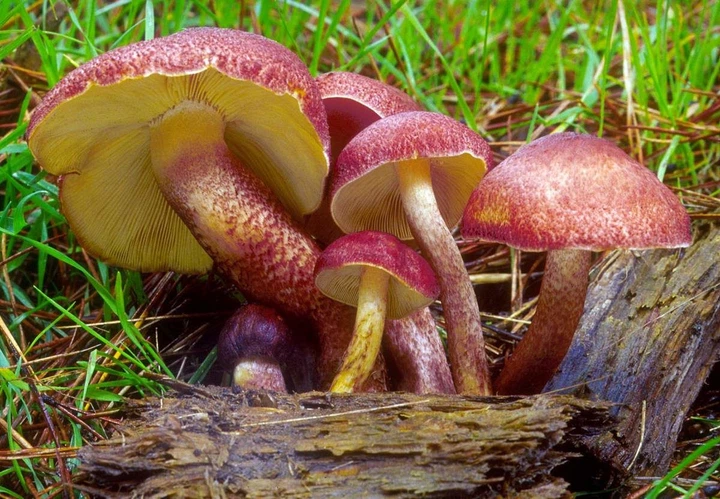 Мицелий Рыжика елового, Lactarius deterrimus 100 г - изображение 4