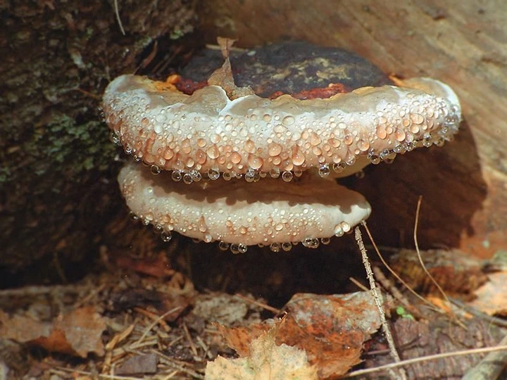 Мицелий Трутовика настоящего, Fomes fomentarius 100 г - Фото 8 Мицелий Трутовика настоящего, Fomes fomentarius 100 г - изображение 8
