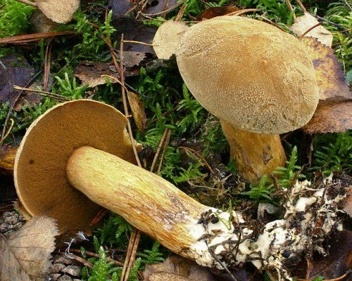 Міцелій Моховика жовто-бурого піщаного, Suillus variegatus 100 г - зображення 3