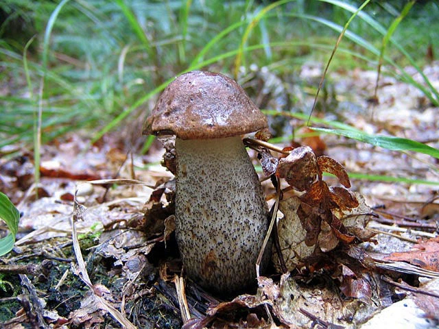 Мицелий Подберёзовика розовеющего (окисляющегося), Leccinum oxydabile 100 г - Фото 3 Мицелий Подберёзовика розовеющего (окисляющегося), Leccinum oxydabile 100 г - изображение 3