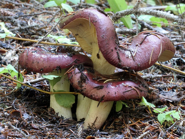 Мицелий Сыроежки буреющей (Сыроежки ароматной), Russula xerampelina 100 г - изображение 3