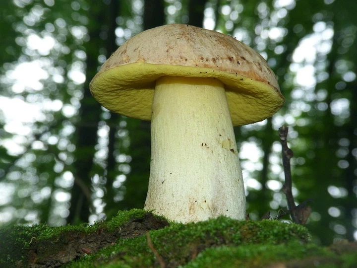 Мицелий Боровика жёлтого, Boletus impolitus 100 г - изображение 5
