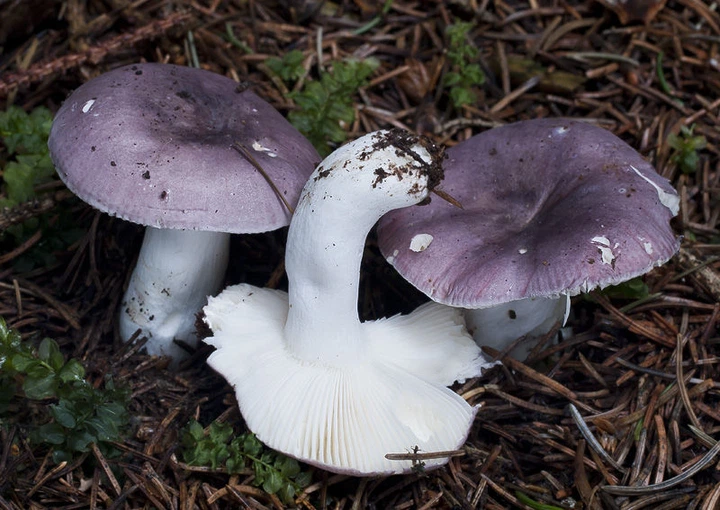 Міцелій Сироїжки сереющей (Сироїжки выцветающей), Russula decolorans 100 г - Фото 4 Міцелій Сироїжки сереющей (Сироїжки выцветающей), Russula decolorans 100 г - зображення 4