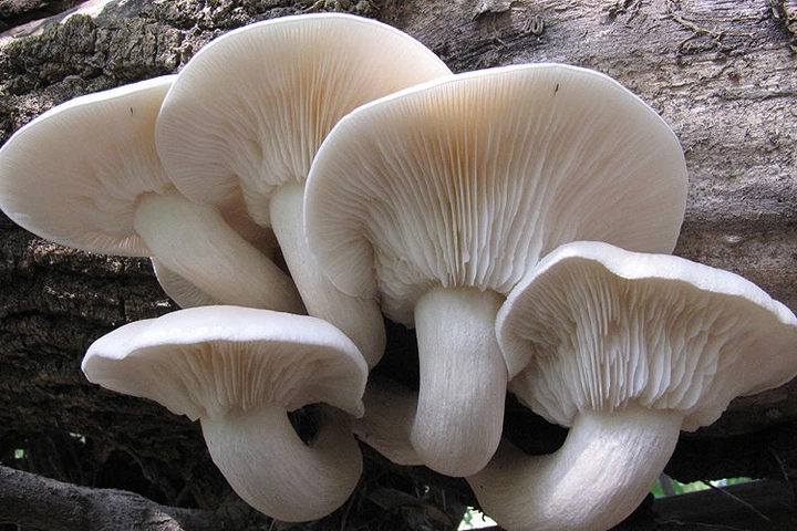 Мицелий на брусочках Вешенка белая, Pleurotus pulmonarius - Фото 4 Мицелий на брусочках Вешенка белая, Pleurotus pulmonarius - изображение 4
