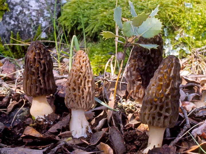 Мицелий Сморчка высокого, Morchella elata 100 г - Фото 2 Мицелий Сморчка высокого, Morchella elata 100 г - изображение 2