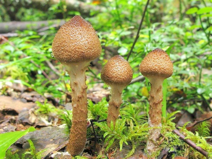 Мицелий Паутинника сизоножкового, Cortinarius glaucopus 100 г - изображение 6