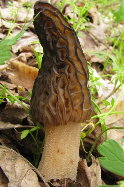Мицелий Сморчка высокого, Morchella elata 100 г - Фото 4 Мицелий Сморчка высокого, Morchella elata 100 г - изображение 4