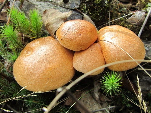 Мицелий Козляка, Suillus bovinus 100 г - изображение 2