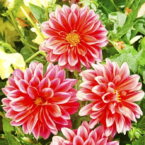 Семена Георгина Красный Дым Florium (726133) - Фото 2 Семена Георгина Красный Дым Florium (726133) - изображение 2