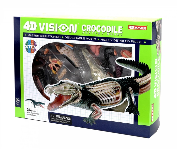 Объемная анатомическая модель 4D Master Крокодил (FM-622034) - изображение 3