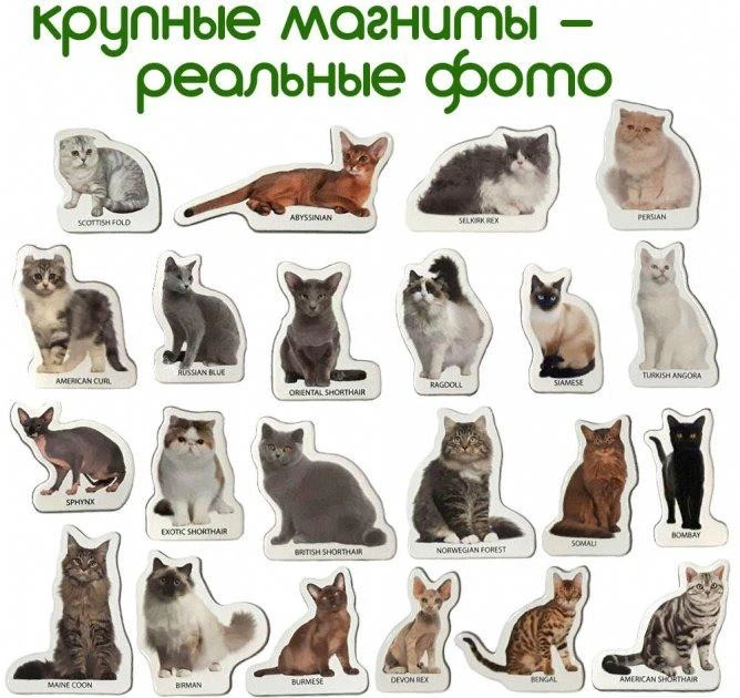 Набор магнитов Magdum "Породы кошек" ML4031-13 EN - изображение 5
