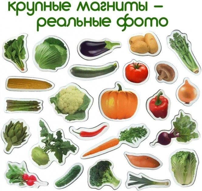 Набір магнітів Magdum "Овочі" ML4031-12 EN - Фото 8 Набір магнітів Magdum "Овочі" ML4031-12 EN - зображення 8