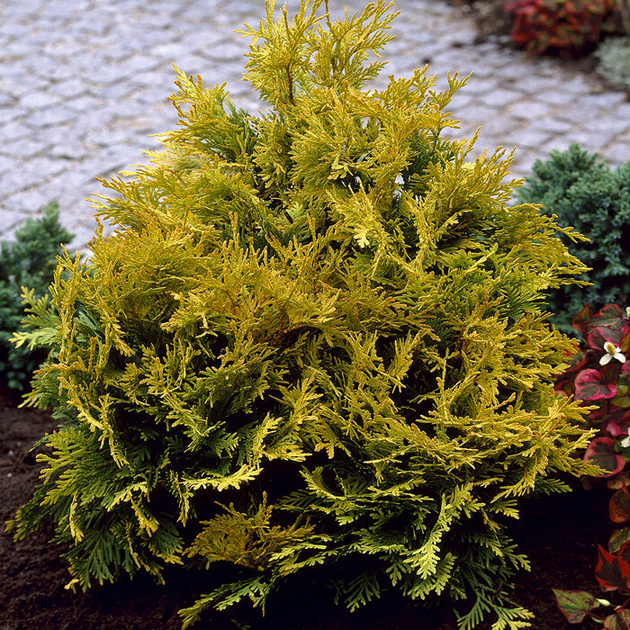 Туя западная Санкист / Thuja occidentalis Sunkist C25 80 – фото, отзывы ...
