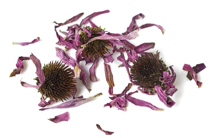Ехінацея пурпурова (квіти) 0,5 кг - зображення 1