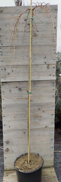 Лиственница европейская Пендула на штамбе/ Larix decidua Pendula С12/ Ра Н160-180 - изображение 2