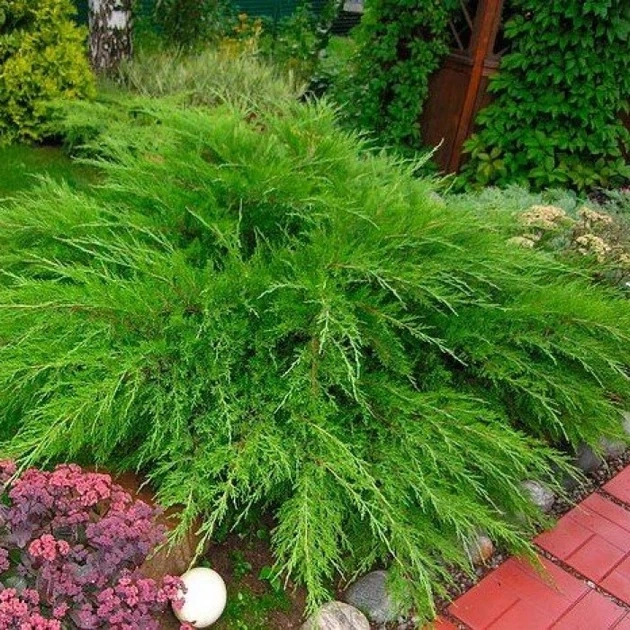 Ялівець средній Мінт Джуліп / Juniperus x pfitzeriana Mint Julep C3 /d 80-90 - Фото 5 Ялівець средній Мінт Джуліп / Juniperus x pfitzeriana Mint Julep C3 /d 80-90 - зображення 5