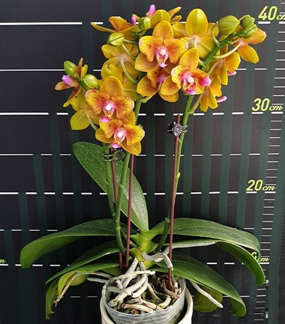 Необыкновенная орхидея Пелорик: изюминка или дефект? Описание, фото и особенности ухода