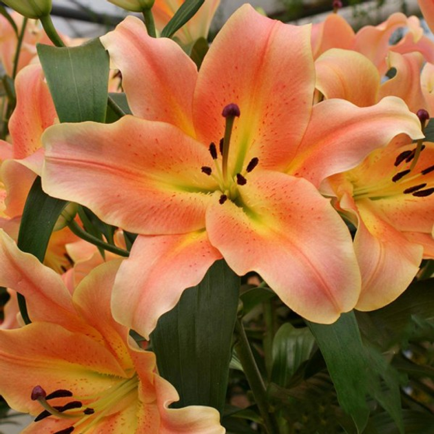 Лілія Zelmira цибулина Matla Flowers – фото, отзывы, характеристики в ...