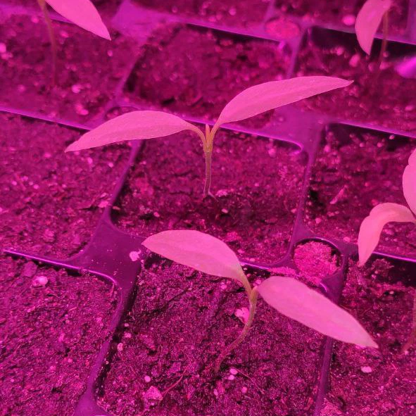 Набір для вирощування гострого перцю Pepper-X Carolina Reaper Red