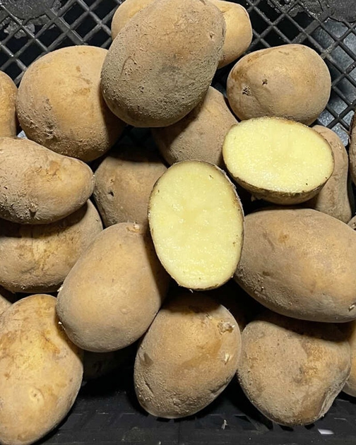 Картофель семенной (посадочный) Аризона. Ранний, 1 репродукция 10 кг ...
