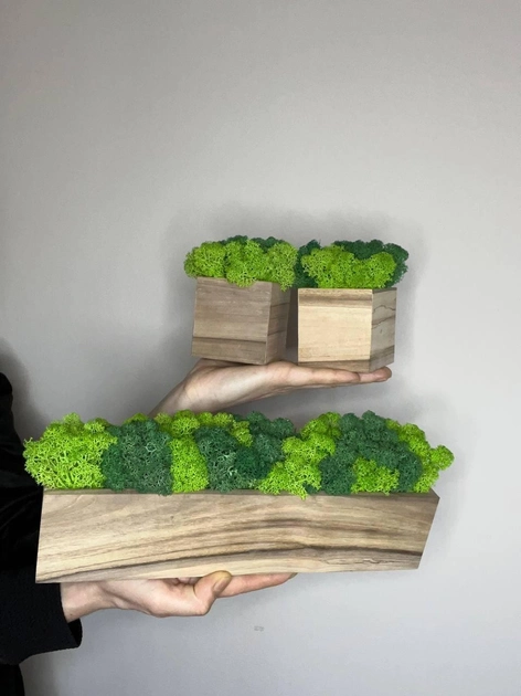 Набор деревянные кубики 6.5*6.5 см и кашпо 30*7 см со стабилизированным мхом салатовый - изображение 2