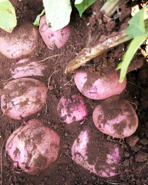 Картофель семенной (посадочный) Рудольф. Среднеспелый, 1 репродукция 10 кг. Урожай 2022 года. - изображение 2