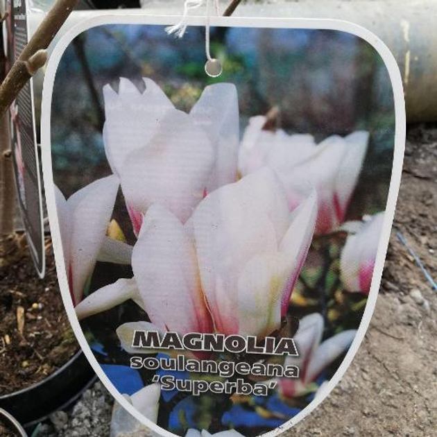 Магнолия Суланжа - ROZETKA. Купить выгодно саженец и семена магнолии ...