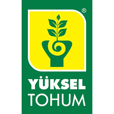 Кюрлі Салат Насіння Yuksel Seeds 5000 шт - изображение 3