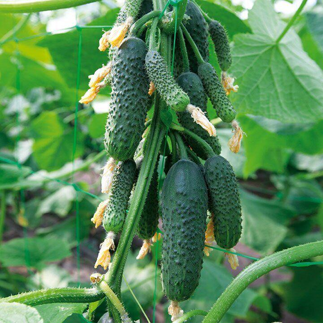 KS 90 (НИБОРИ) Огурец Самоопыляемый Семена F1 Kitano Seeds 250 шт ...