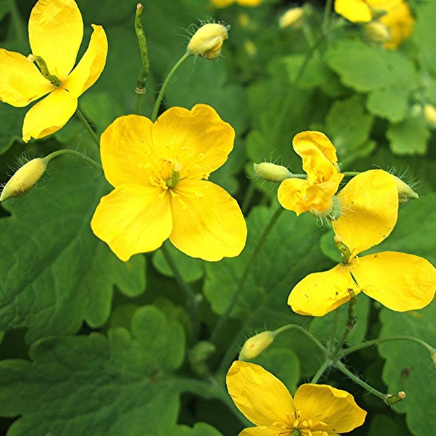 Семена чистотела большого (Chelidonium majus) 0,15 грамм OGOROD – фото ...
