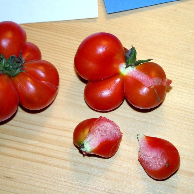 Насіння томату Reisetomate Tomato (Райсе Томат) 10 насінин OGOROD - Фото 5 Насіння томату Reisetomate Tomato (Райсе Томат) 10 насінин OGOROD - зображення 5