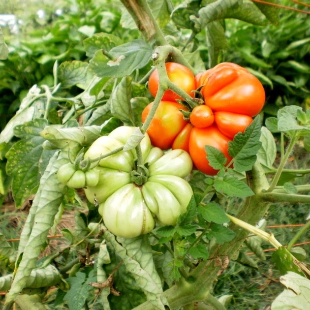 Насіння томату Reisetomate Tomato (Райсе Томат) 10 насінин OGOROD - Фото 10 Насіння томату Reisetomate Tomato (Райсе Томат) 10 насінин OGOROD - зображення 10