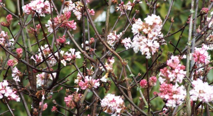 Калина боднантенская Чарльз Ламонт / Viburnum bodnantense Charles Lamond С7.5/ Н 100-110 - изображение 6
