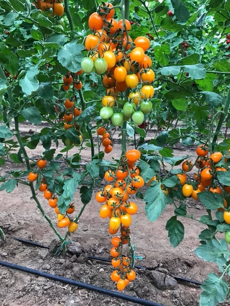 Мода F1 Томат семян Yuksel Seeds 100 шт – фото, отзывы, характеристики ...